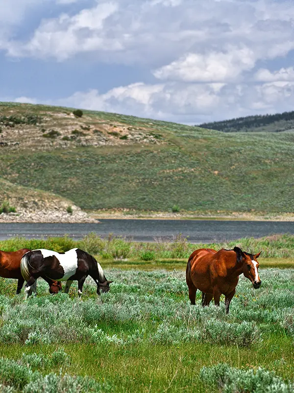 Wildlife: Horses at Scofield Reservoir
